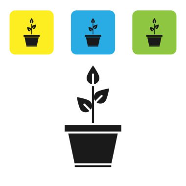 Esrar ikonundaki siyah bitki beyaz arkaplanda izole edilmiş. Tencerede yetişen bir bitki. Saksı bitkisi işareti. Renkli kare düğmeleri ayarlayın. Vektör İllüstrasyonu