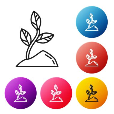 Siyah çizgi Filiz simgesi beyaz arka plan üzerinde izole. Tohum ve fide. Yaprak işareti. Yaprak doğası. Simgeleri renkli daire düğmeleri ayarlayın. Vektör İllüstrasyonu