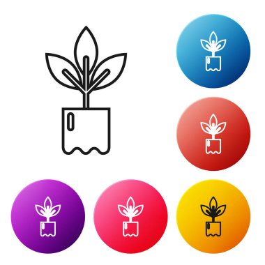 Siyah çizgi. Beyaz arka planda izole edilmiş şişe simgesine yerleştirilmiş bitki. Tohum ve tohum. İşaret bırakıyor. Yaprak doğası. Renkli daire düğmelerini ayarlayın. Vektör İllüstrasyonu