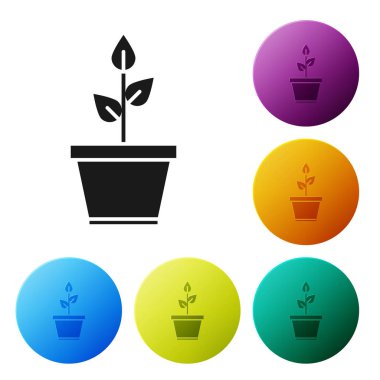 Esrar ikonundaki siyah bitki beyaz arkaplanda izole edilmiş. Tencerede yetişen bir bitki. Saksı bitkisi işareti. Renkli daire düğmelerini ayarlayın. Vektör İllüstrasyonu