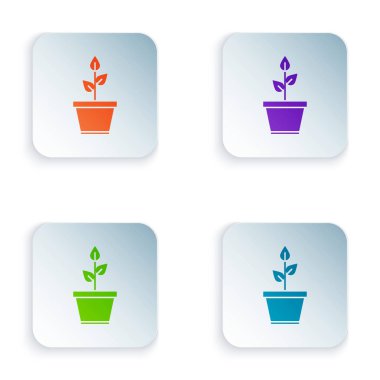 Çömlek simgesindeki renk bitkisi beyaz arkaplanda izole edilmiş. Tencerede yetişen bir bitki. Saksı bitkisi işareti. Kare düğmelere simgeleri yerleştir. Vektör İllüstrasyonu