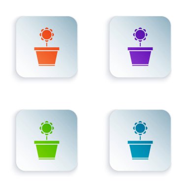 Beyaz arkaplanda izole edilmiş tencere simgesindeki renk çiçeği. Tencerede yetişen bir bitki. Saksı bitkisi işareti. Kare düğmelere simgeleri yerleştir. Vektör İllüstrasyonu
