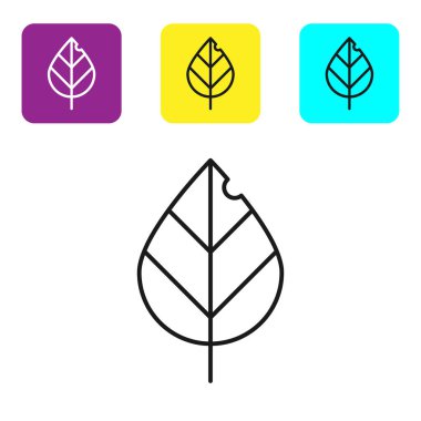 Beyaz arka planda yalıtılmış siyah çizgi Yaprak simgesi. Taze doğal ürün sembolü. Simgeleri renkli kare düğmeleri ayarlayın. Vektör İllüstrasyonu