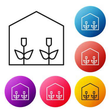 Siyah çizgi ev serası ve bitki ikonu beyaz arka planda izole edilmiş. Renkli daire düğmelerini ayarlayın. Vektör İllüstrasyonu