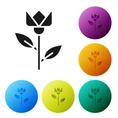 Beyaz arkaplanda siyah çiçek lale simgesi izole edildi. Simgeleri renk daire düğmelerine ayarla. Vektör İllüstrasyonu