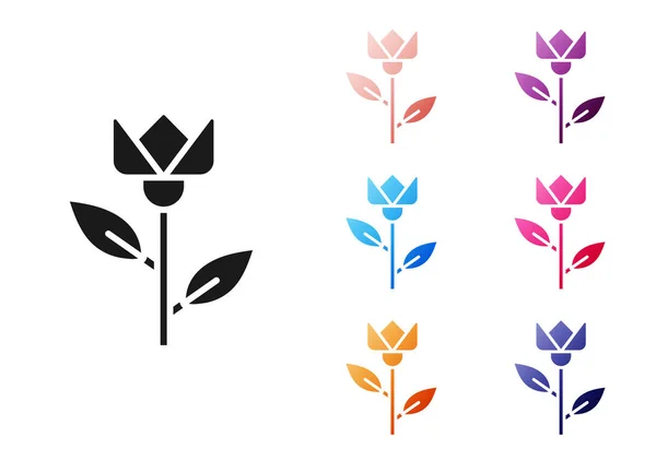 Zwarte Bloem Tulp Pictogram Geïsoleerd Witte Achtergrond Stel Pictogrammen Kleurrijk — Stockvector