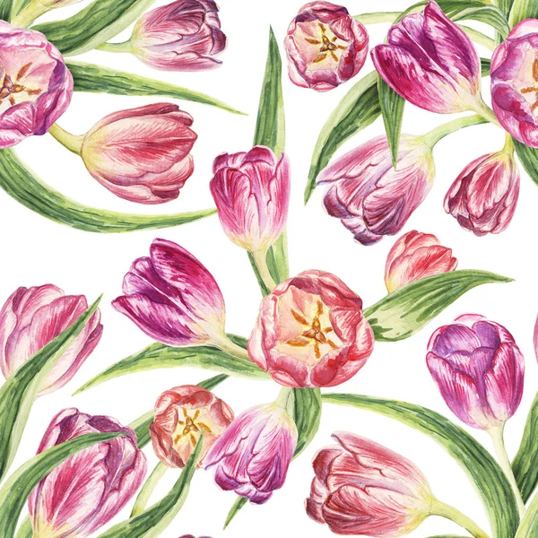 Seamless pattern. Tulips on a white background.