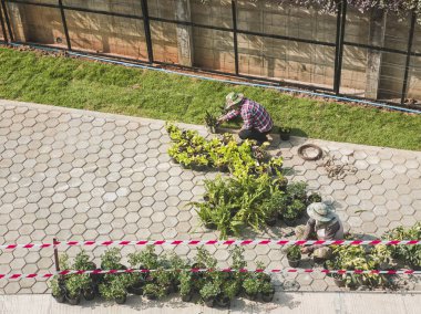 Bahçıvan Doğal Süs Bitkileri Kuruyor.