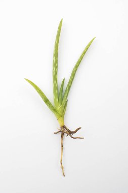 Beyaz arkaplanda küçük aloe vera fideleri.