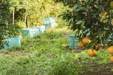 Portakal çiftliği hasata hazır