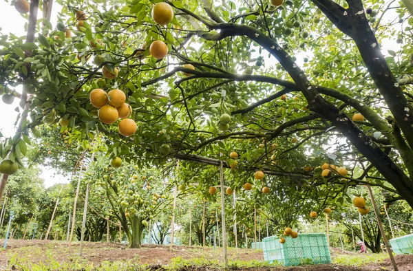 Pomarańczowe gospodarstwo gotowe do zbioru — Zdjęcie stockowe