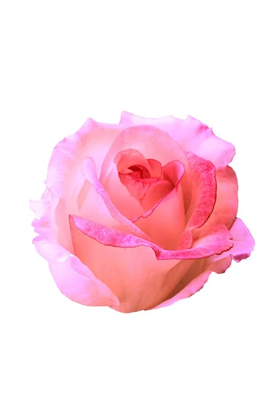 Růžová růže na bílém pozadí. — Stock fotografie