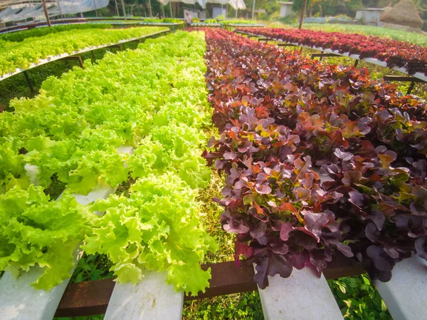 Hydroponics,Organic fresh harvested vegetables — Stock Photo, Image