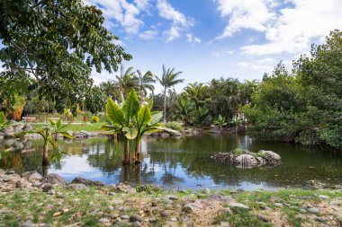 Hurma Tenerife güzel bir günde