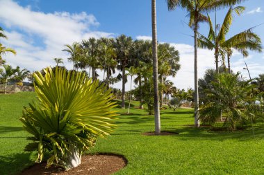 Hurma Tenerife güzel bir günde