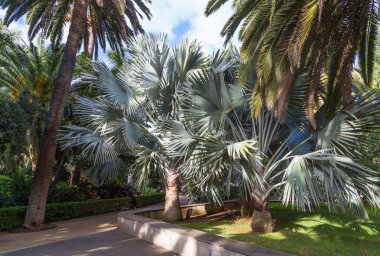 Hurma Tenerife güzel bir günde