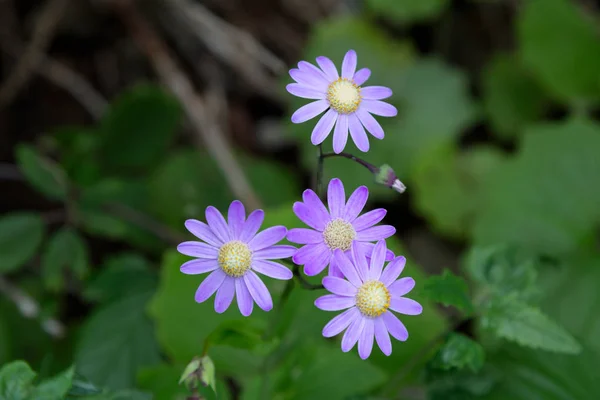 Canarian Violet on Tenerife — Stock Photo, Image