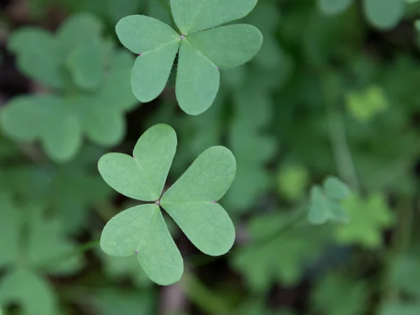 Canarian cloverleaf on Tenerife — Stock Photo, Image