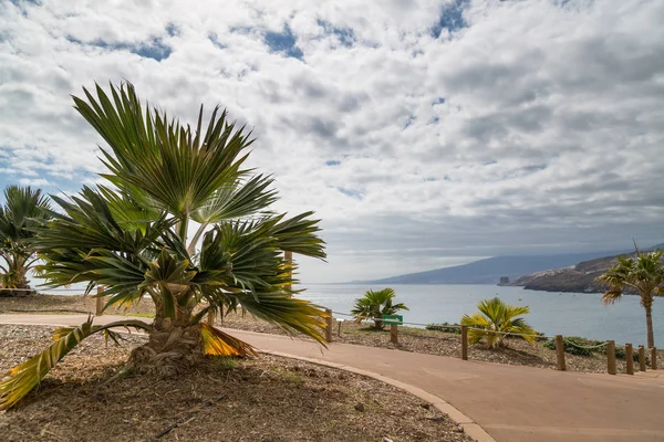 Palmtree na Teneryfie w piękny dzień — Zdjęcie stockowe