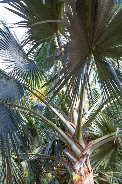 Hurma Tenerife güzel bir günde