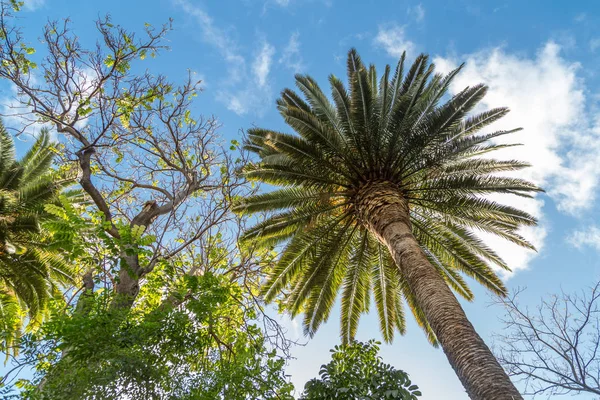 棕榈树的画法上特内里费岛上美丽的一天 — 图库照片