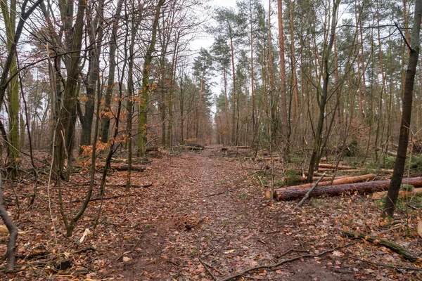 Forest Grunewald in una giornata invernale — Foto Stock