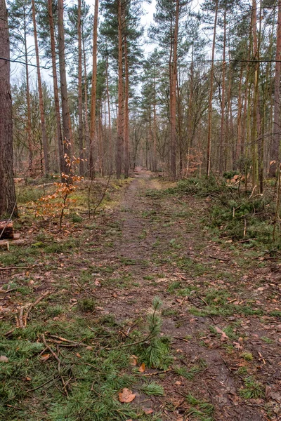 Bos Grunewald op een winterdag — Stockfoto