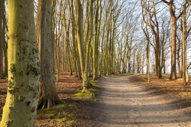 Güneşli bir günde Warnemuende sahiline yakın güzel bir hayalet ormanı.