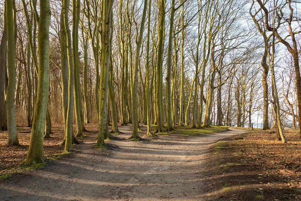 Vacker Spökskog Nära Stranden Warnemuende Solig Dag — Stockfoto