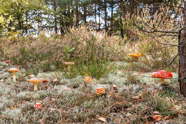 Toadstool Vacker Natur Oktober Tyskland — Stockfoto