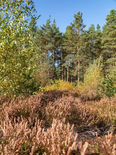 希瑟与森林在德国十月的一个美丽的日子 — 图库照片