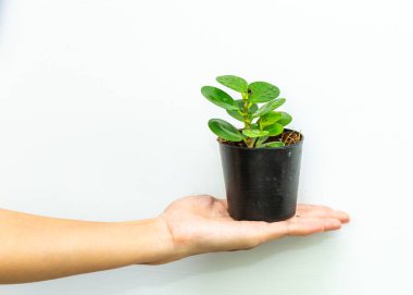 Yeşil bitki beyaz arkaplanda beklesin