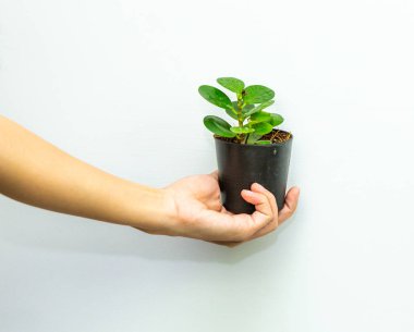 Yeşil bitki beyaz arkaplanda beklesin