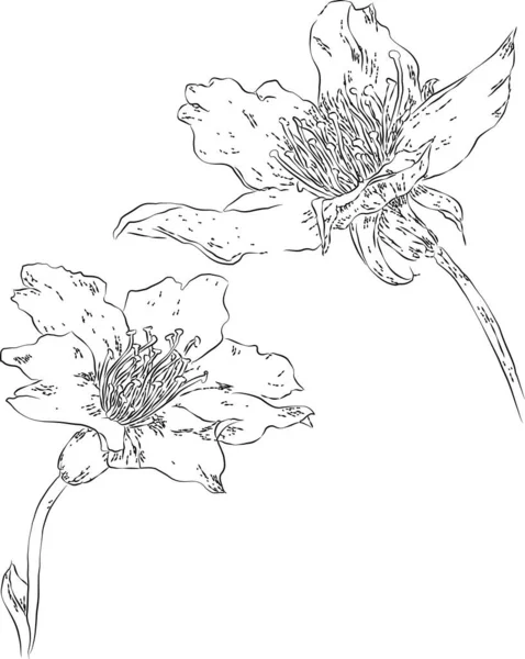 Krásný černobílý květ izolované na pozadí. Ruční kreslení. design blahopřání a pozvání na svatbu, narozeniny, Valentýna, Den matek a další sváteční vektor — Stockový vektor