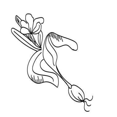 Tek karalama çiçeği, yaprak, bitki, dal. Vektör. Klişe karalama. Beyaz bir arka planda izole edilmiş. Tasarım, kartlar, davetiye dekorasyon etiketleri için