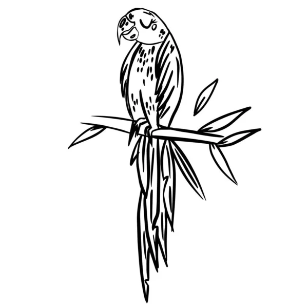 Papagei Doodle Hand gezeichnet Malvorlage. Karikatur abstraktes Tier im skandinavischen Stil. Wildtiere im Regenwald. Graszweige mit Blättern, Blüten und Flecken gestaltendes Element. Tropischer Dschungel — Stockvektor