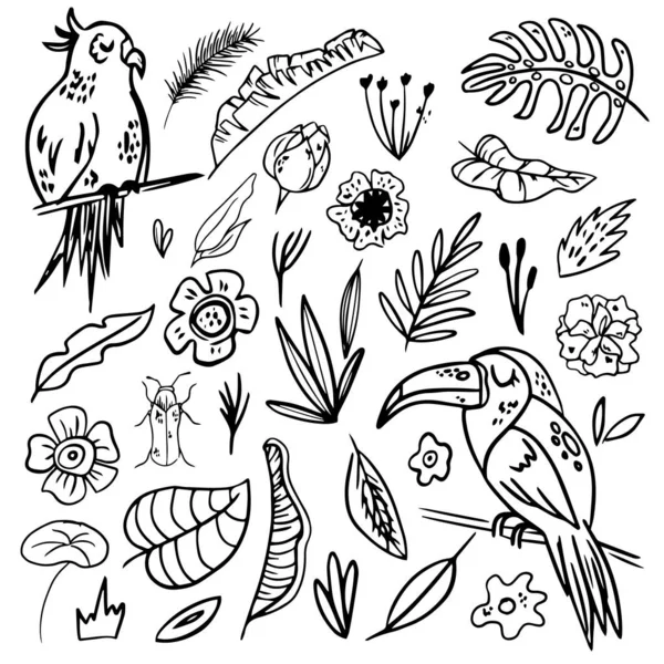 Conjunto Abstrato Linha Simples Doodle Mão Desenhar Folhas Selva Tropical — Vetor de Stock