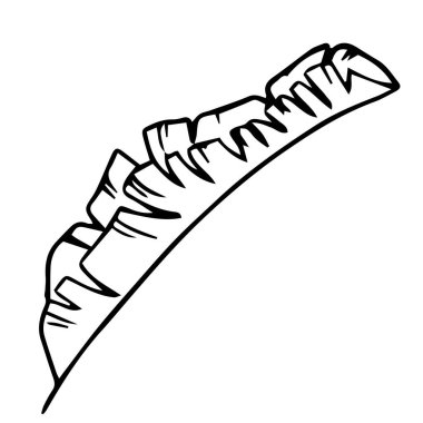 Tek el egzotik tropikal yaprak çizdi. Karalama stilinde, siyah ana hat beyaz bir arkaplanda izole edilmiş. Kartlar, posterler, sosyal medya afişleri, çıkartmalar için hoş bir unsur. Vektör illüstrasyonu