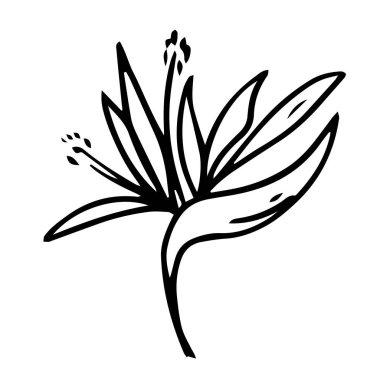 Tek el egzotik tropikal yaprak çizdi. Karalama stilinde, siyah ana hat beyaz bir arkaplanda izole edilmiş. Kartlar, posterler, sosyal medya afişleri, çıkartmalar için hoş bir unsur. Vektör illüstrasyonu