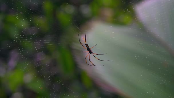 巨大的蜘蛛和网络塞舌尔马埃岛. — 图库视频影像