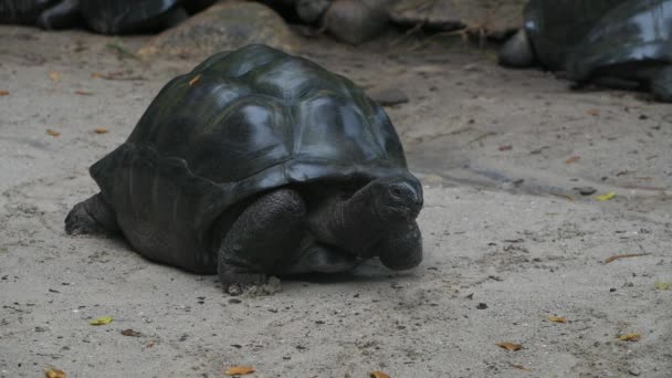 Aldabra reuzenschildpad rondkijkend, Mahe Island, Seychellen. — Stockvideo
