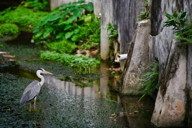 Gri balıkçıl (Ardea cinerea) eski binalar arasındaki ihmal edilmiş dar kanalda duruyor. Victoria Mahe Adası Seyşelleri. Geniş açı.
