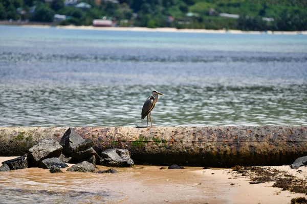 Grey heron Ardea cinerea standing on rusty pipeline on the beach, Anse A La Mouche, Mahe Island, Seychelles.