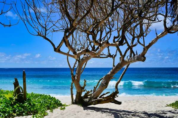 Seychellen Mahe Island Een Oude Boom Aan Oceaan — Stockfoto
