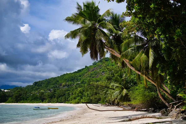 Seychellen Mahe Island Baie Lazare Strand Palmbomen — Stockfoto