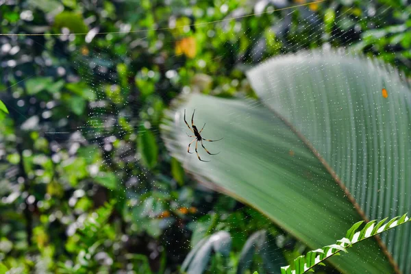 Palm Spider Wide Shot — Stock Photo, Image