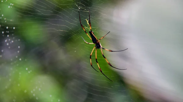棕榈蜘蛛在热带雨林里的特写 蜘蛛网上有晨露 — 图库照片