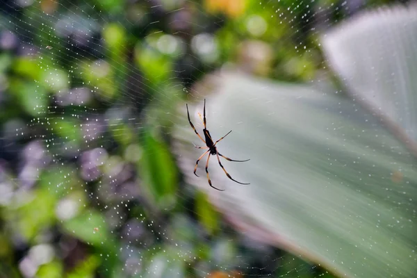 Palm Spider Close Rainforest Mahe Island Seychelles — Stock Photo, Image