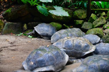 Aldabra dev kaplumbağa yaprakları, Mahe Adası, Seyşeller.