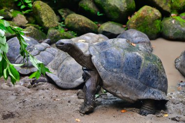 Aldabra dev kaplumbağa yaprakları, Mahe Adası, Seyşeller.